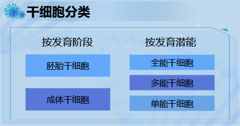 按发育潜能分类-迪赛智慧数